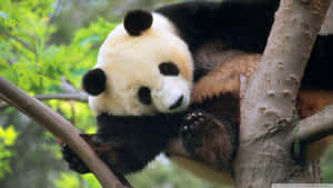 Panda On A Tree Laptop Wallpaper