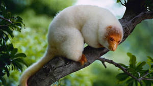 Papua New Guinea Cuscus Wallpaper