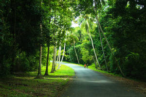 Papua New Guinea Pathway Wallpaper