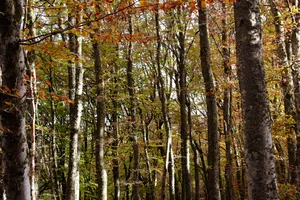 Paranormal Autumn Forest Trees Wallpaper