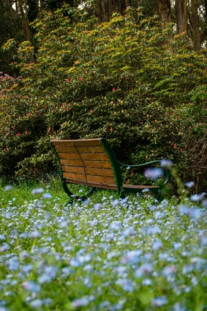 Park Bench Blue Flowers Phone Wallpaper