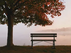 Park Bench Under Autumn Tree Wallpaper