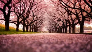 Park With Japan Cherry Blossom Trees Wallpaper