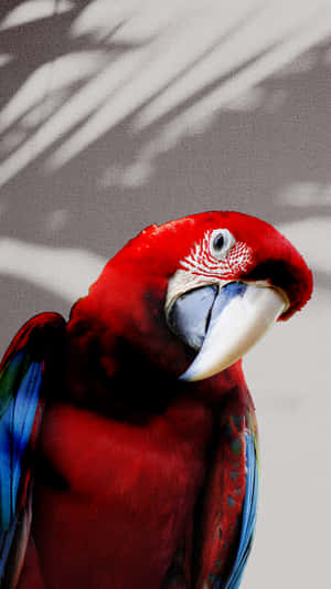 Parrot Head Tilt Wallpaper