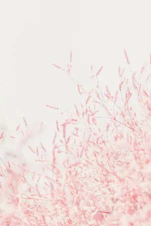 Pastel Ipad Pink Flower Twigs Wallpaper