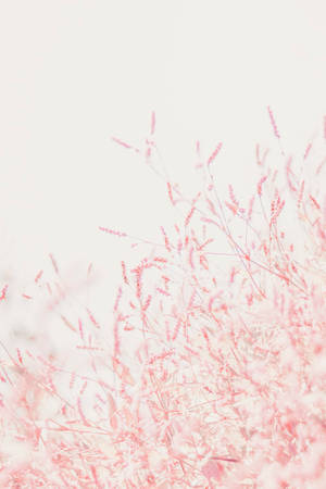 Pastel Iphone Pink Tiny Flowers Wallpaper