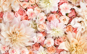 Pastel Pink Aesthetic Flowers Laptop Wallpaper