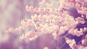 Pastel Pink Nordic Flowers Wallpaper