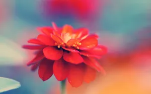 Pastel Red Macro Flower Wallpaper