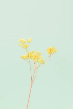 Pastel Yellow Aesthetic With Flower Wallpaper