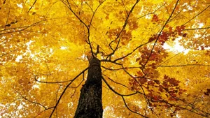 Pastel Yellow Tree Foliage Wallpaper