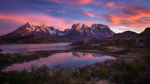 Patagonia Sprawling Bushes Wallpaper