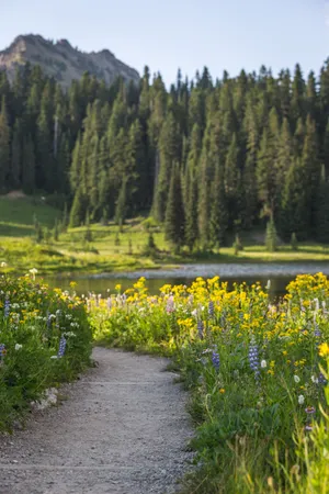 Path In Between A Meadow Wallpaper