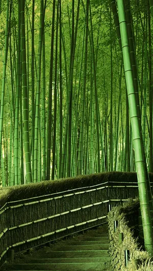 Pathway Leading To Bamboo Forest Iphone Wallpaper