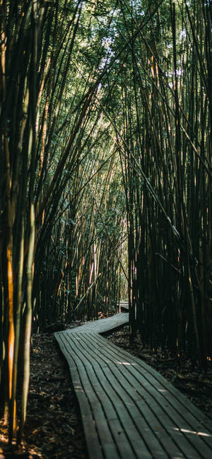 Paved Bamboo Pathway Iphone Wallpaper