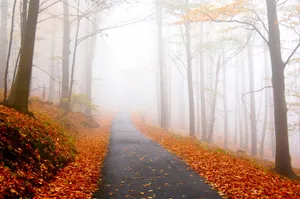 Pavement Surrounded With Dried Leaves Wallpaper