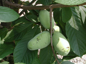 Pawpaw Gorgeous Fruit Tree Wallpaper