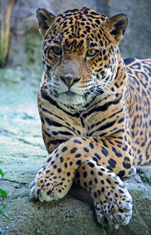 Paws Crossed Jaguar Wallpaper