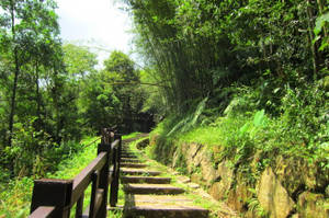 Peaceful Moments In Bamboo Forest Wallpaper