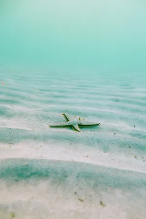 Peaceful Relaxing Starfish Phone Wallpaper