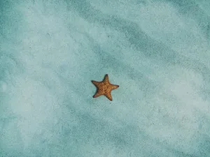Peaceful Relaxing Starfish Underwater Wallpaper