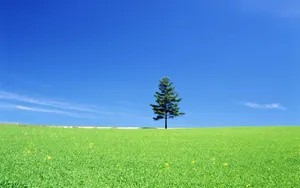 Peaceful View Of A Tree In A Field Wallpaper