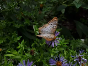 Peacock-like Aesthetic Butterfly Wallpaper