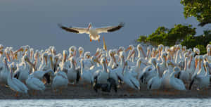 Pelican Landing Amidst Flock Wallpaper