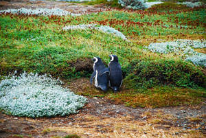 Penguins In The Meadow Wallpaper