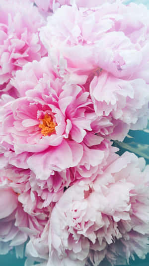 Peony Iphone - For A Beautiful, Modern Phone Experience Wallpaper