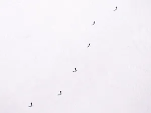 People In Off White Snow Wallpaper