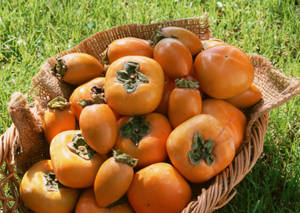 Persimmon Fruits Inside Woven Basket Wallpaper