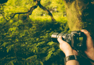 Person Holding Dslr Camera Taking Picture Of Trees Wallpaper