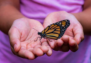 Person Holding Yellow And Black Butterfly Wallpaper