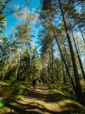 Person In Black Jacket Walking On Green Grass Field Surrounded By Trees During Daytime Wallpaper