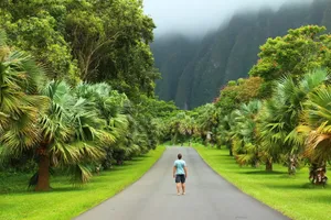 Person On Nature Walk In Oahu Wallpaper