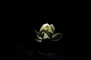 Petaled Flower On Black Pc Wallpaper