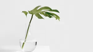 Philodendron Monstera Minimalist Plant Desktop Wallpaper