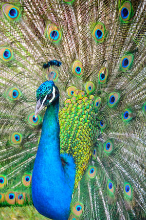 Photo Of Blue And Green Peacock Wallpaper