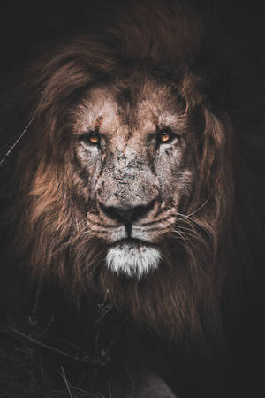 Photo Of Brown Lion Wallpaper