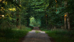 Photo Of Pathway Between Trees Wallpaper