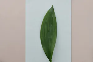 Photographed Beautifully As Green Minimalist Pattern Wallpaper