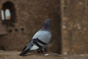 Pigeon In Serbia Wallpaper