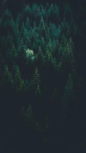 Pine Tree Forest Dark Green Iphone Wallpaper