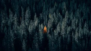 Pine Tree With Orange Leaves Unique Hd Wallpaper