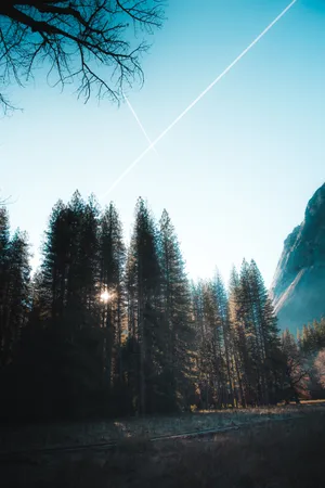 Pine Trees Wallpaper