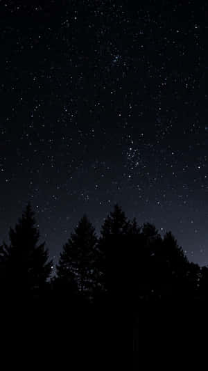 Pine Trees On A Dark Starry Night Wallpaper