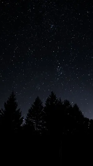 Pine Trees On A Dark Starry Night Wallpaper