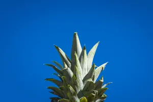 Pineapple Sharp Leaves Wallpaper