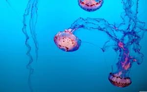 Pink Aesthetic Jellyfish Wallpaper